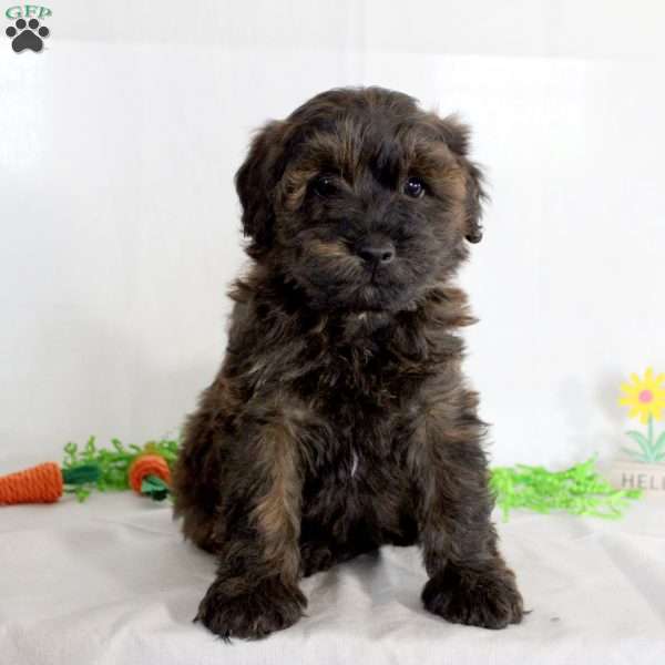 Zack, Yorkie Poo Puppy